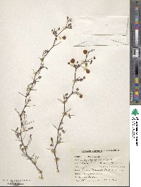 Vachellia jacquemontii image