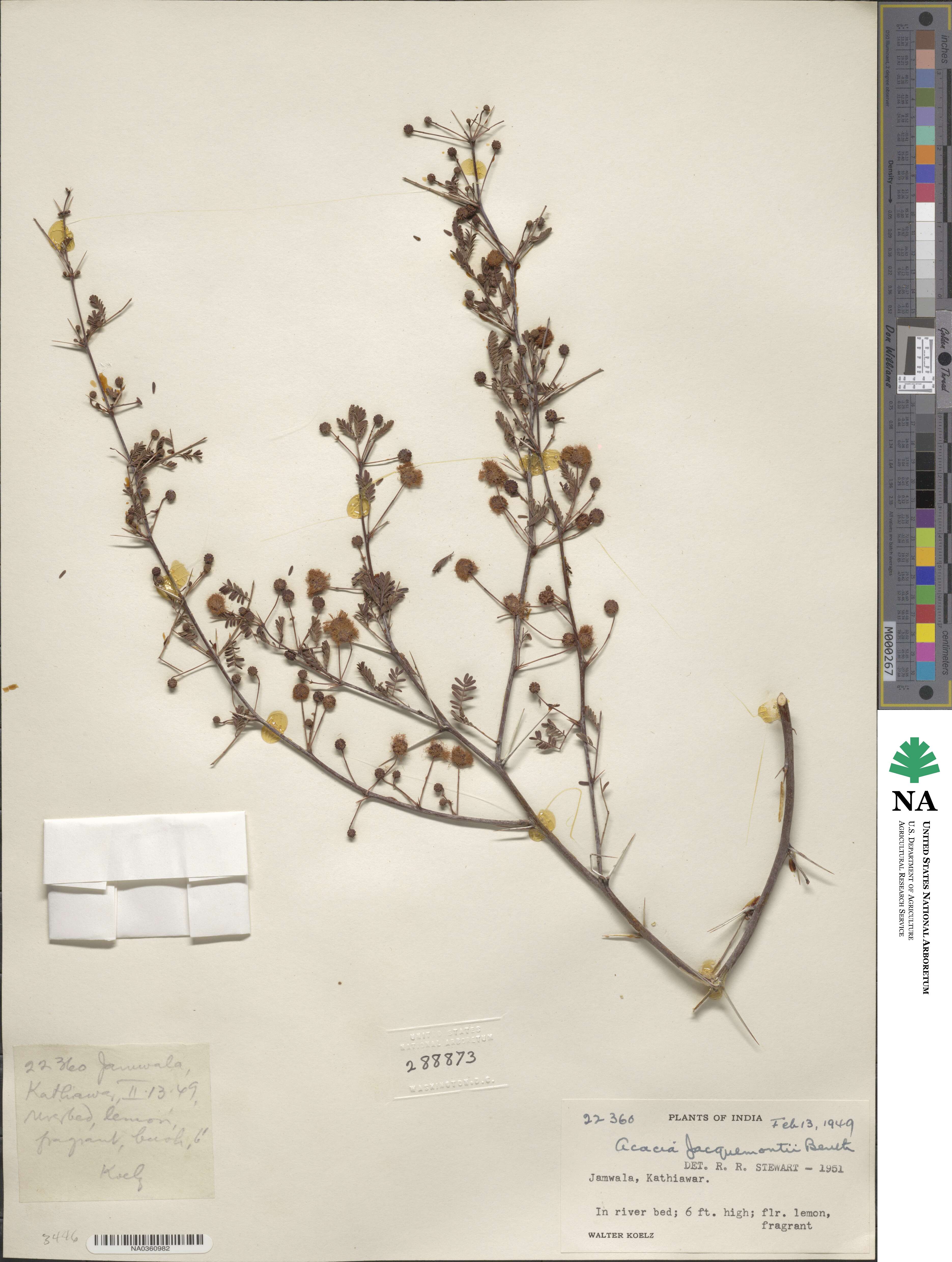 Vachellia jacquemontii image