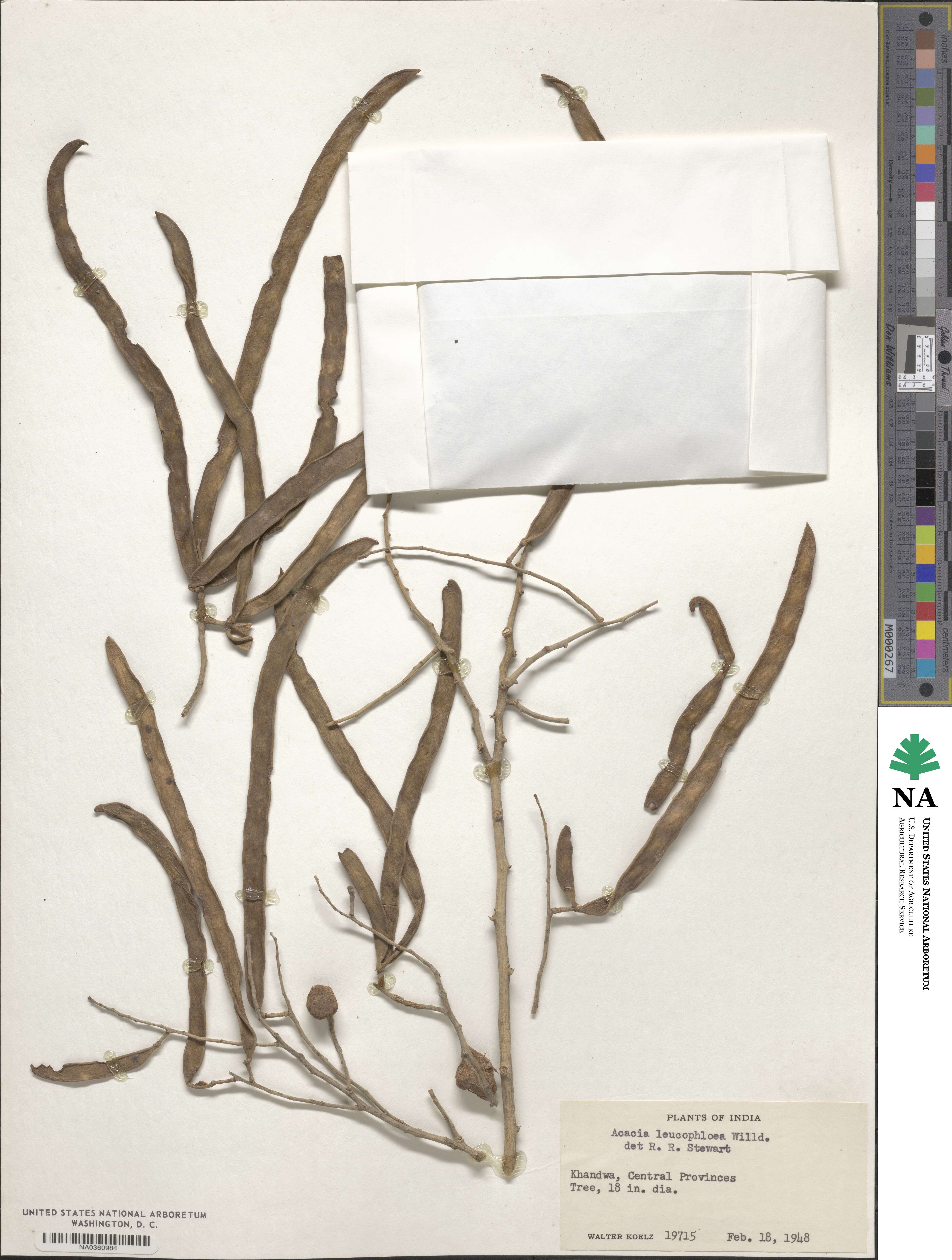 Vachellia leucophloea image