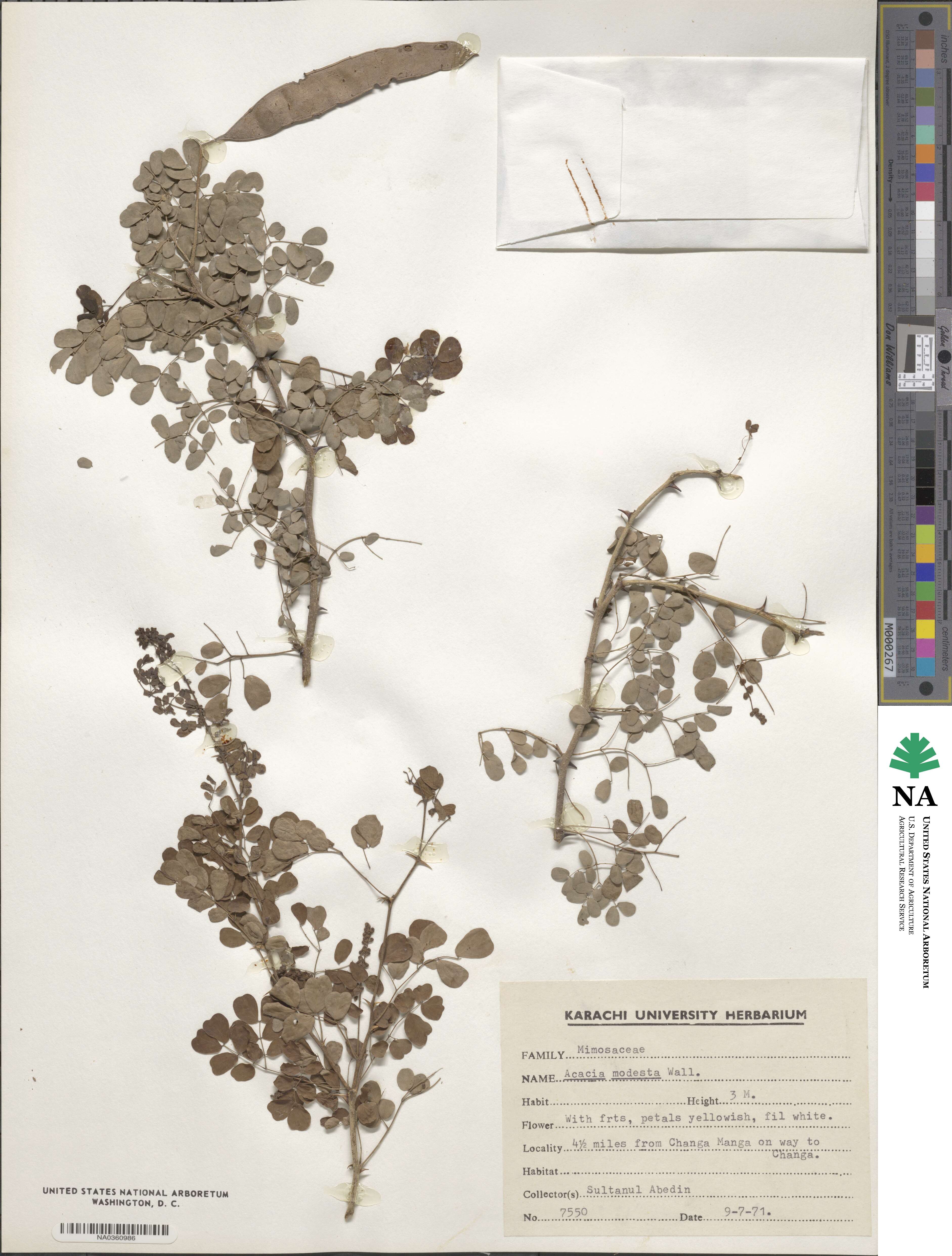 Senegalia modesta image