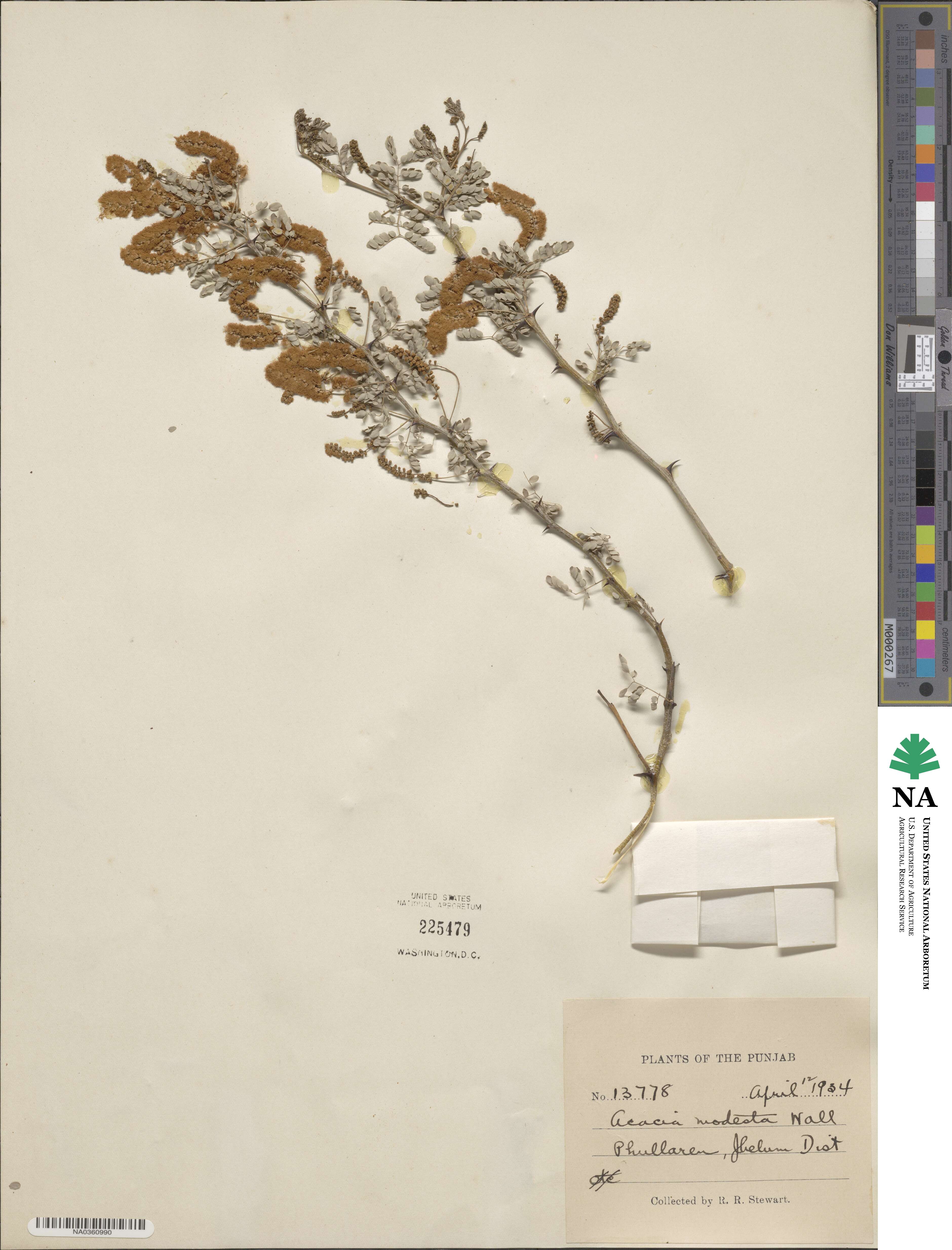 Senegalia modesta image