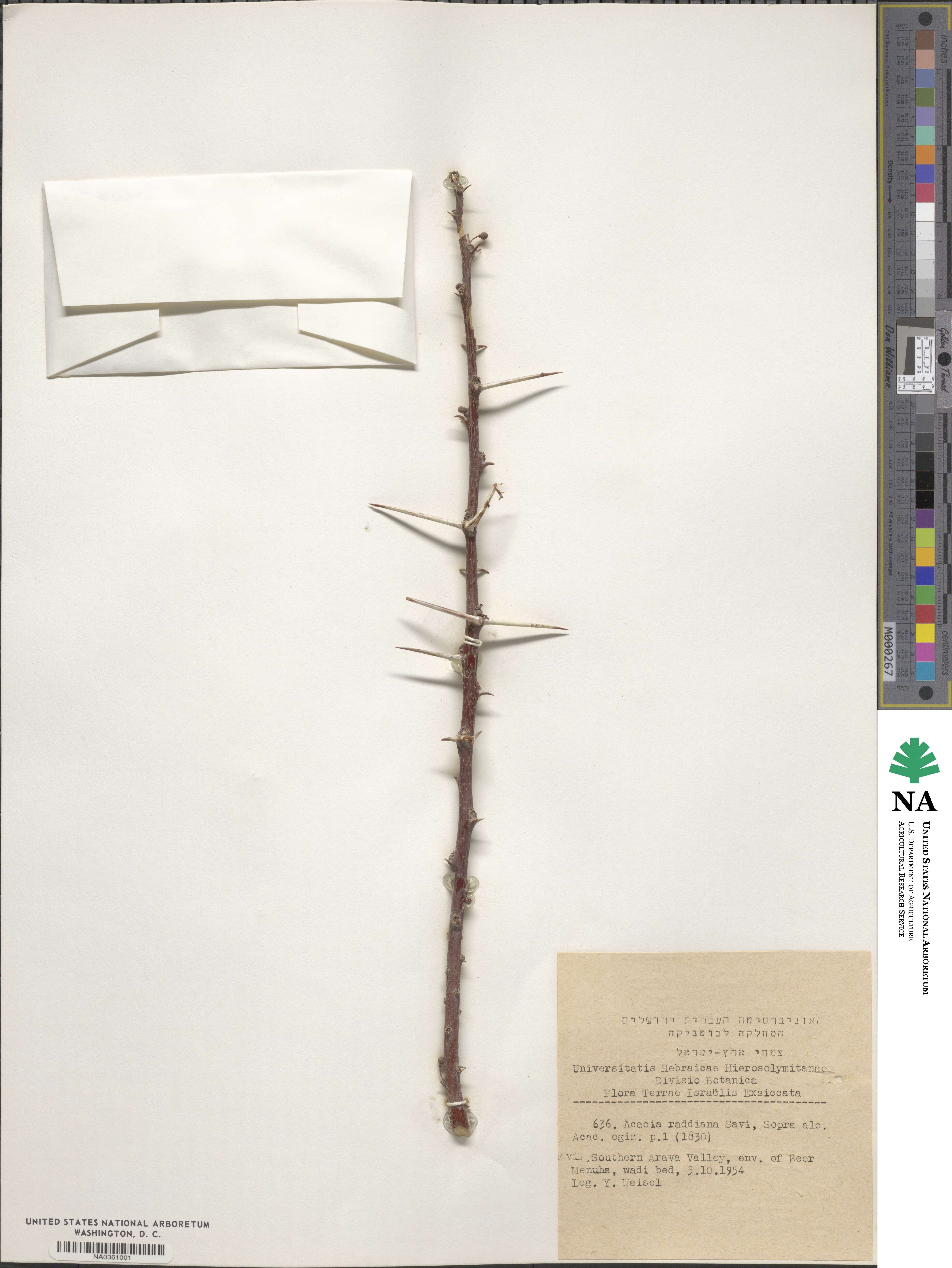 Vachellia tortilis subsp. raddiana image