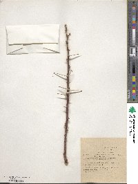 Vachellia tortilis image