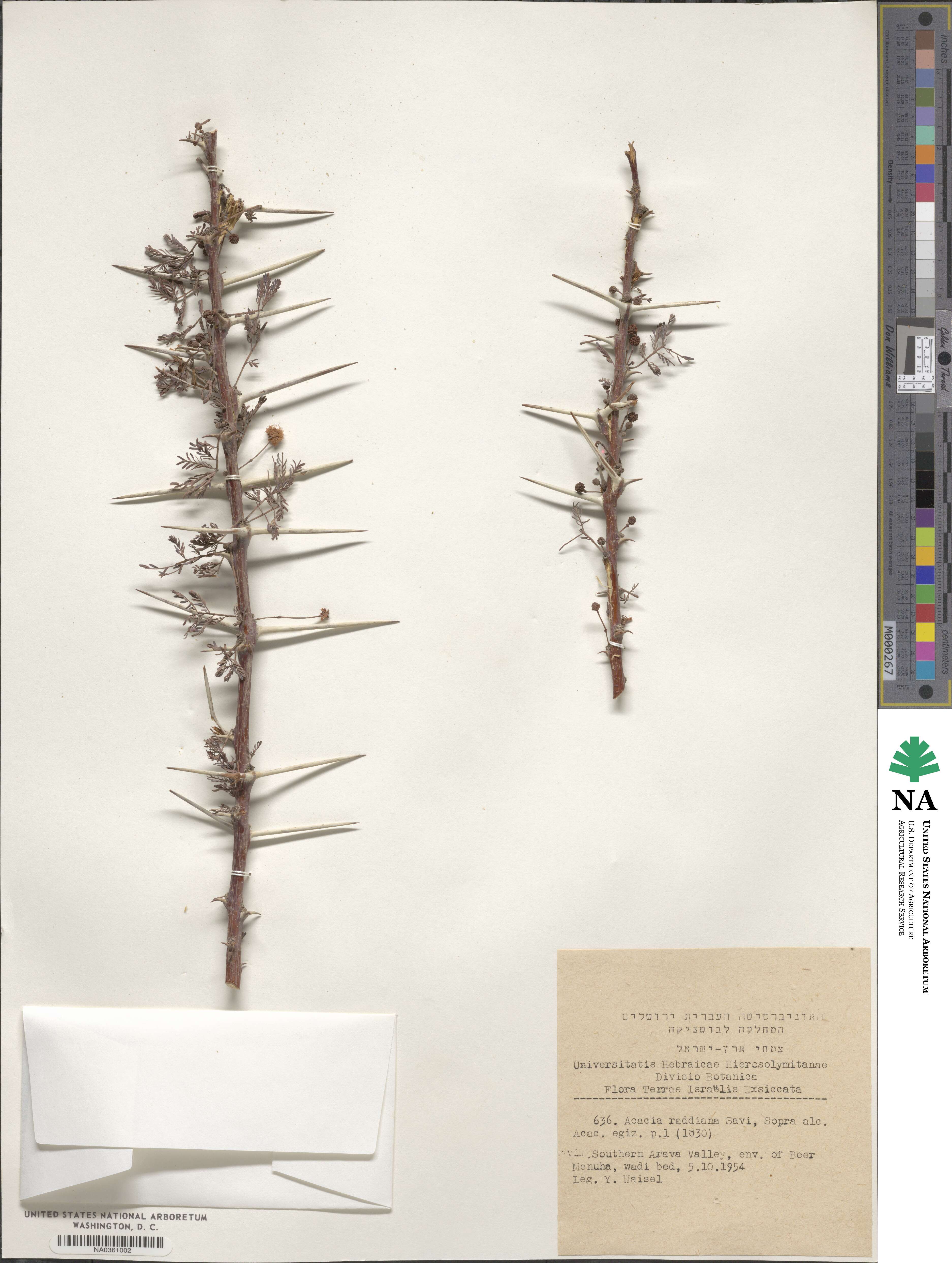 Vachellia tortilis subsp. raddiana image