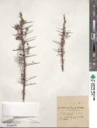 Vachellia tortilis subsp. raddiana image