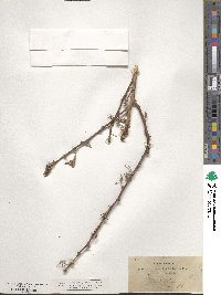 Acacia tortilis image