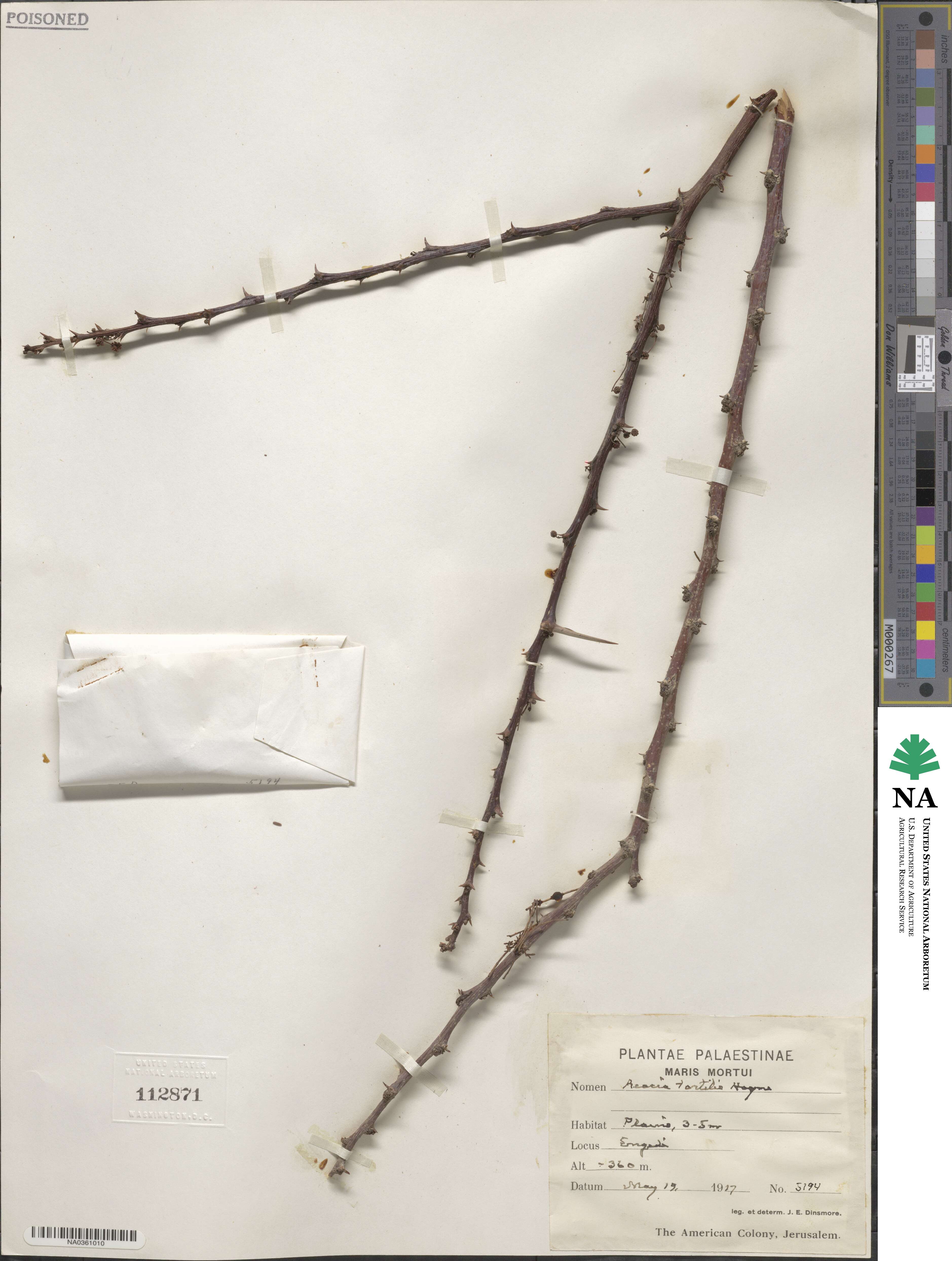 Acacia tortilis image