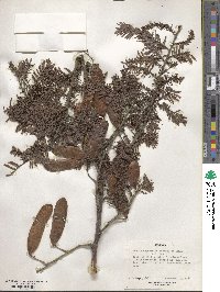 Image of Acacia abyssinica