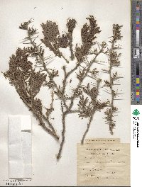 Acacia abyssinica image