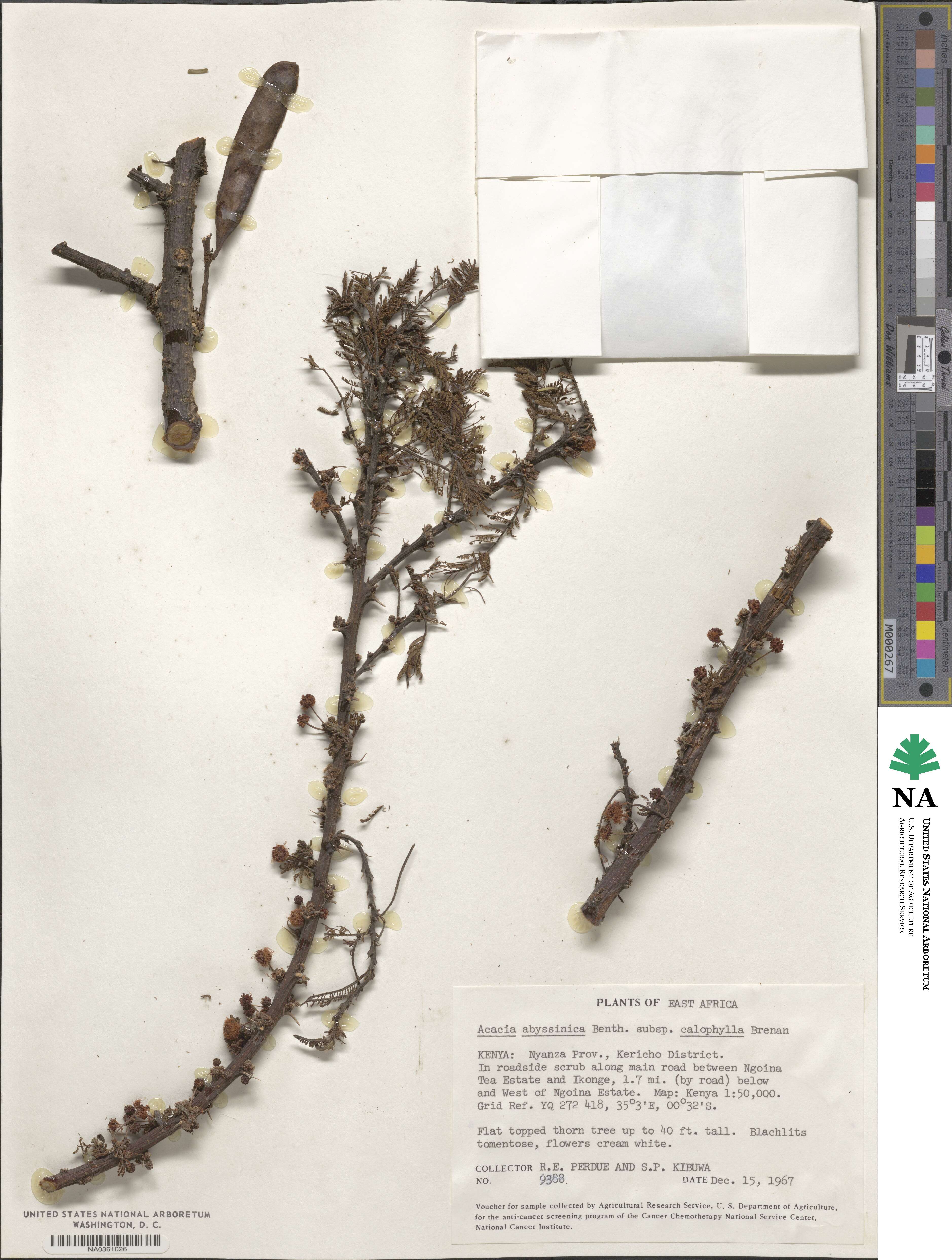 Vachellia abyssinica image