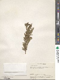 Acacia albida image