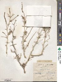 Acacia albida image