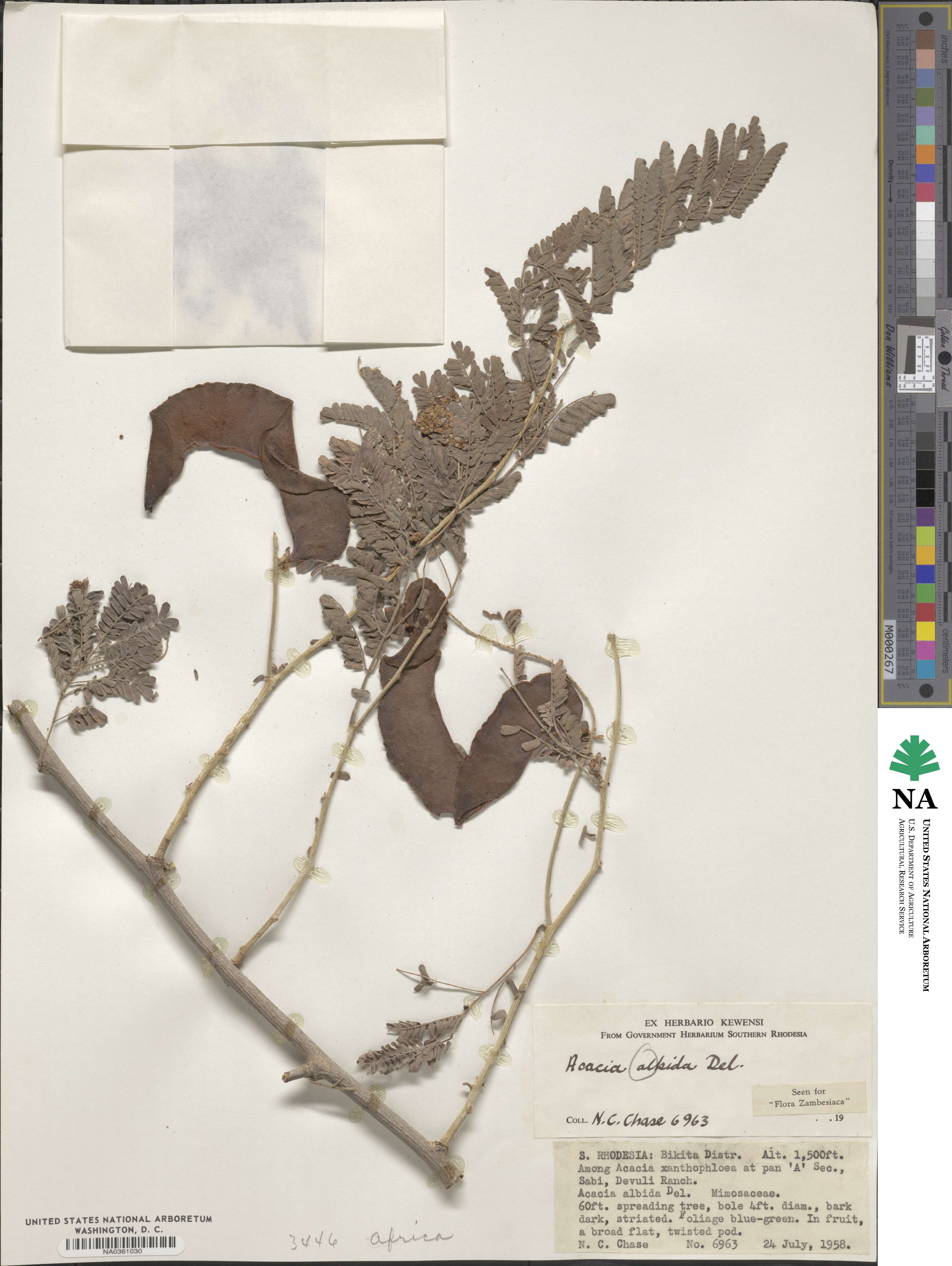 Acacia albida image