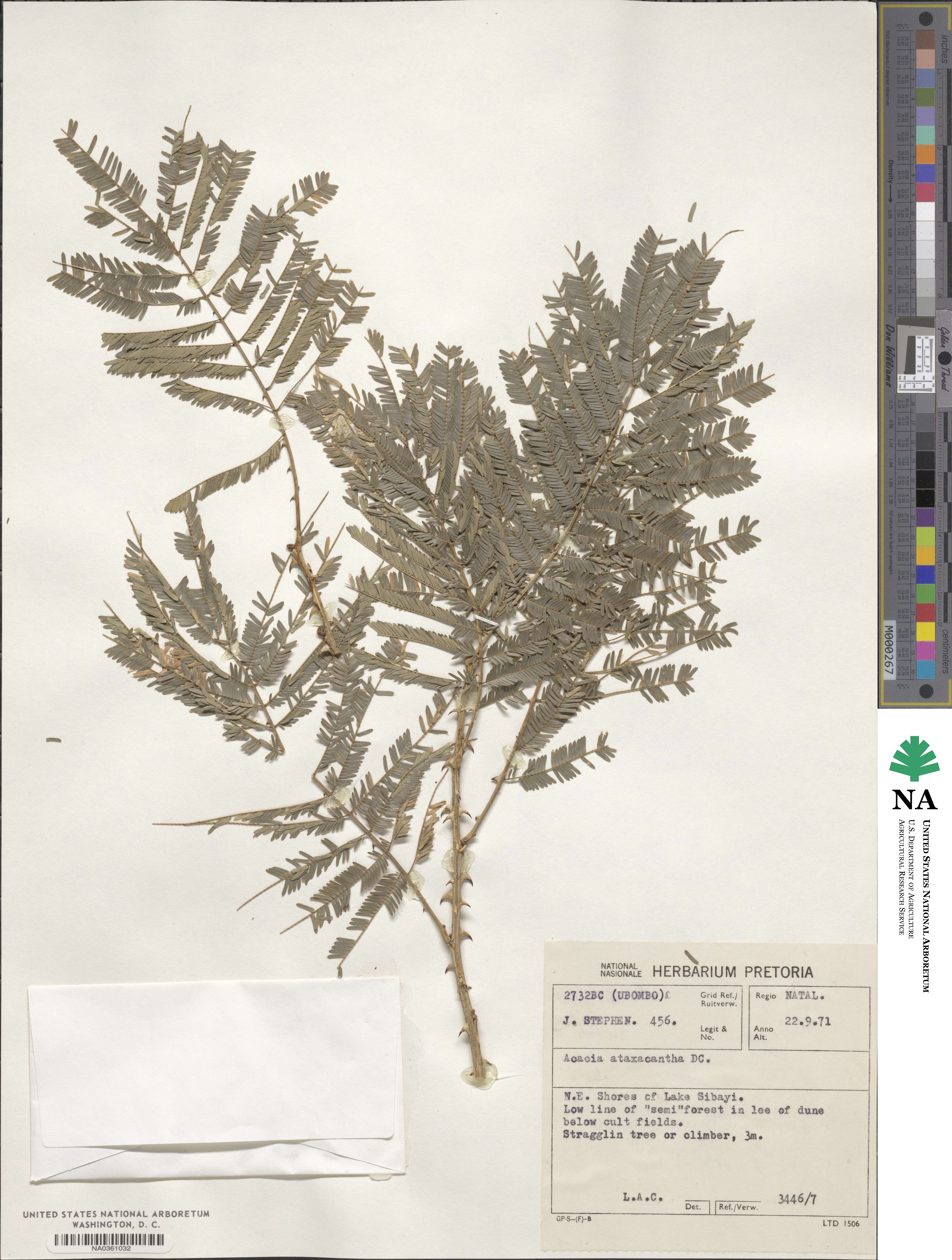 Acacia ataxacantha image