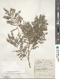 Image of Acacia ataxacantha