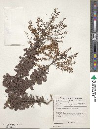 Acacia baileyana image