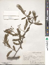 Acacia brevispica image