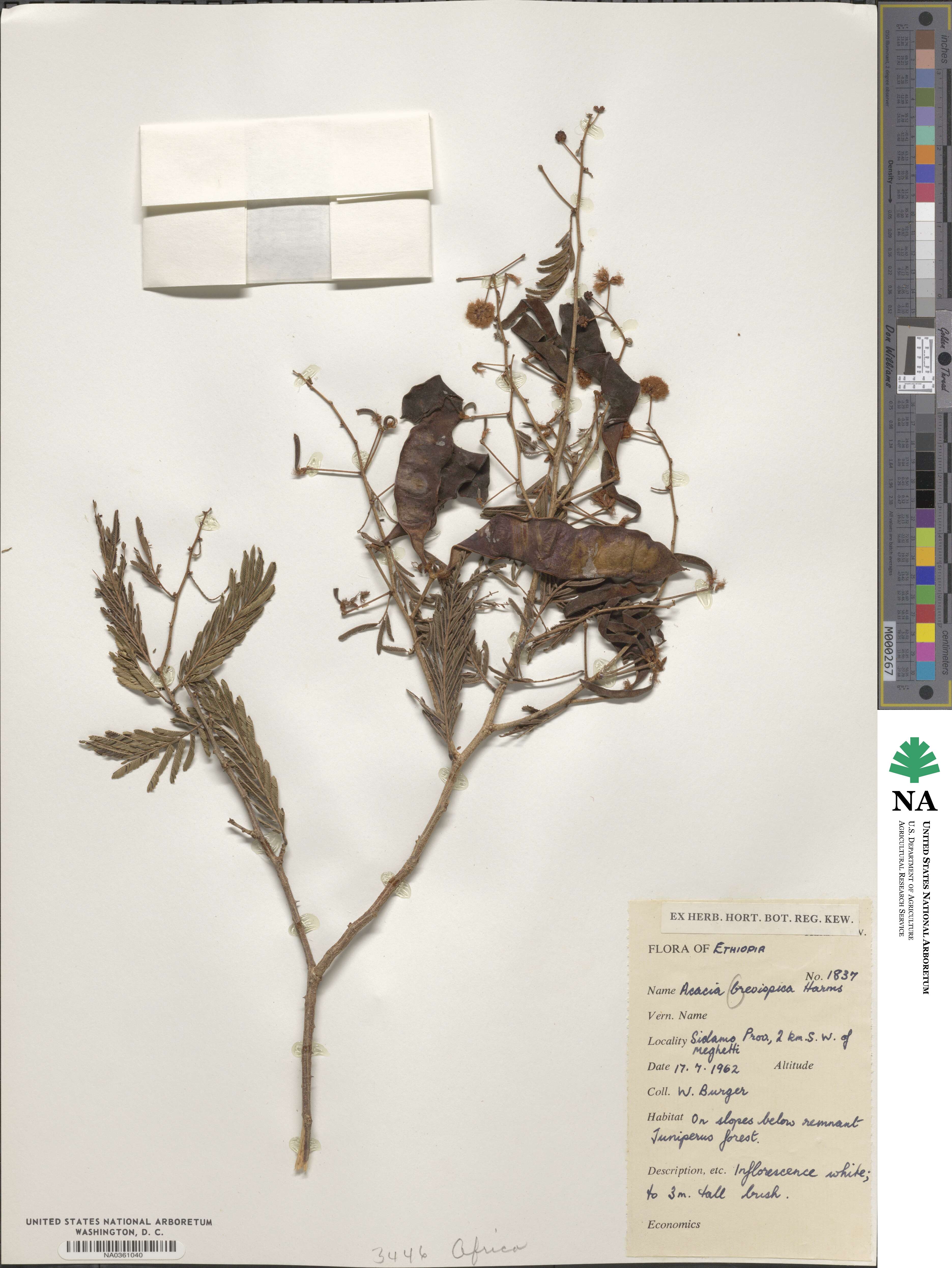 Acacia brevispica image