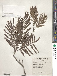 Acacia caffra image