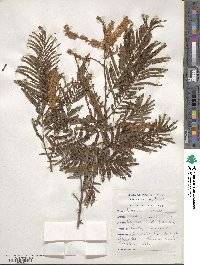 Acacia caffra image