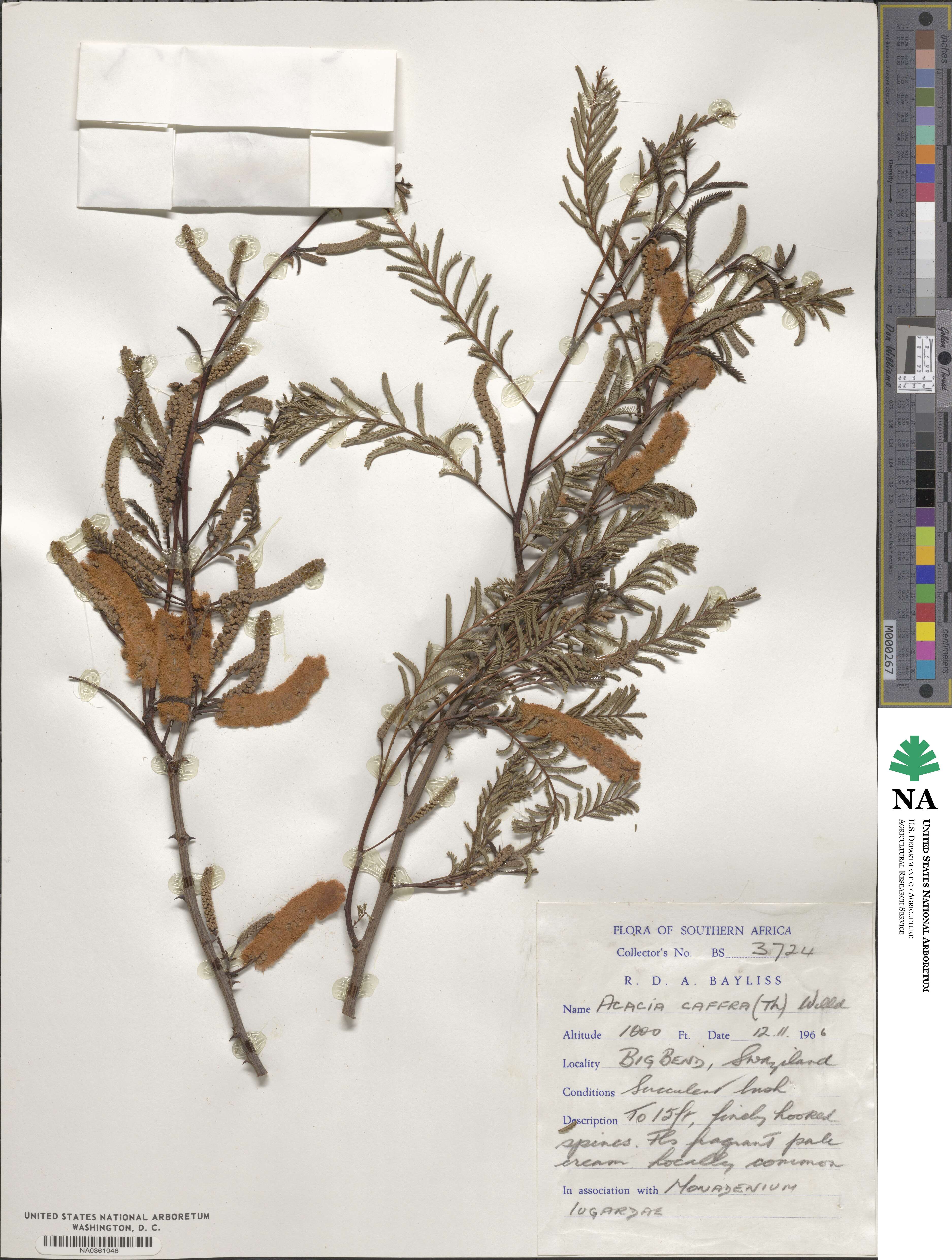 Acacia caffra image