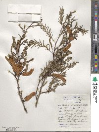 Acacia caffra image