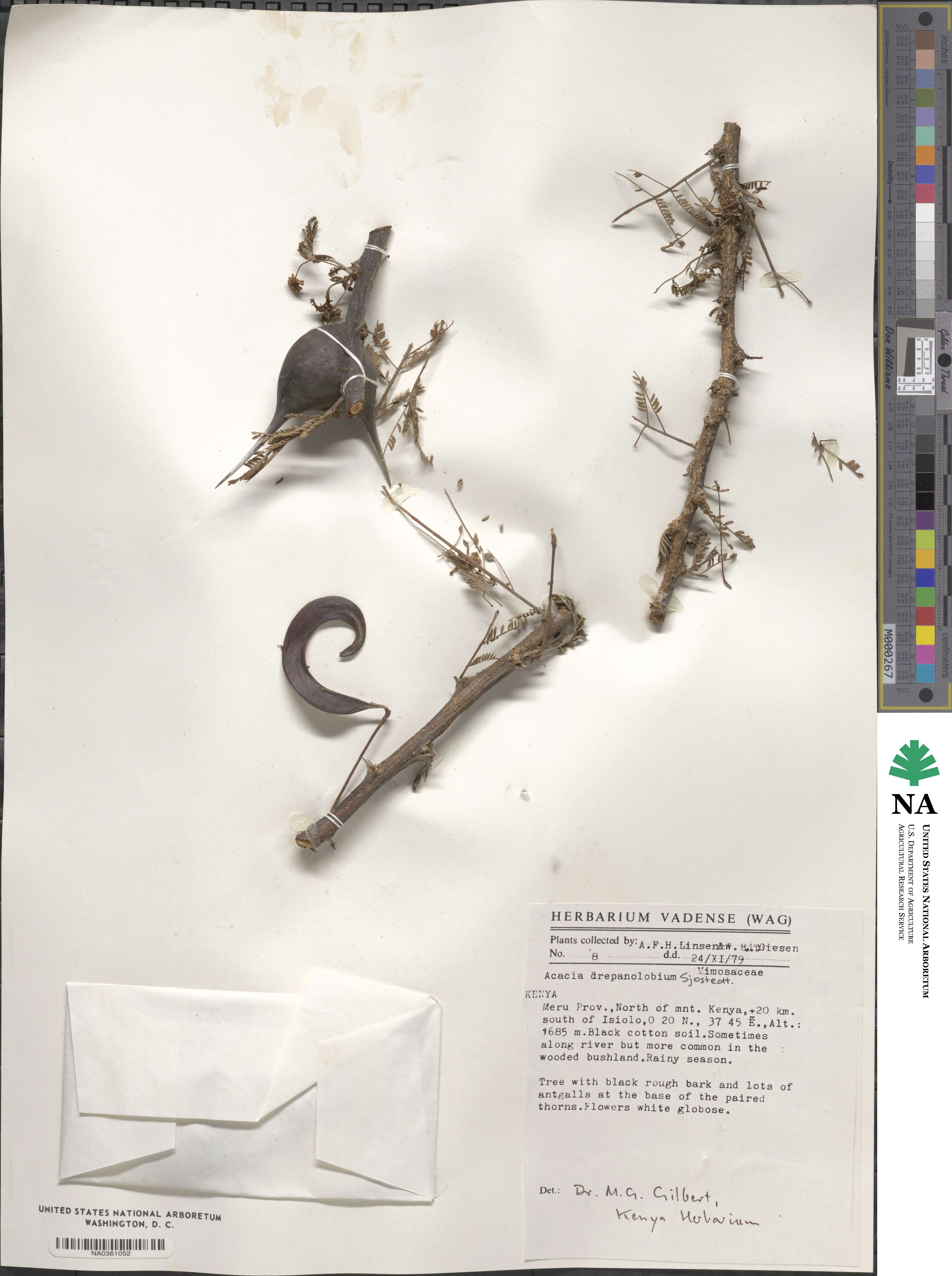 Vachellia drepanolobium image