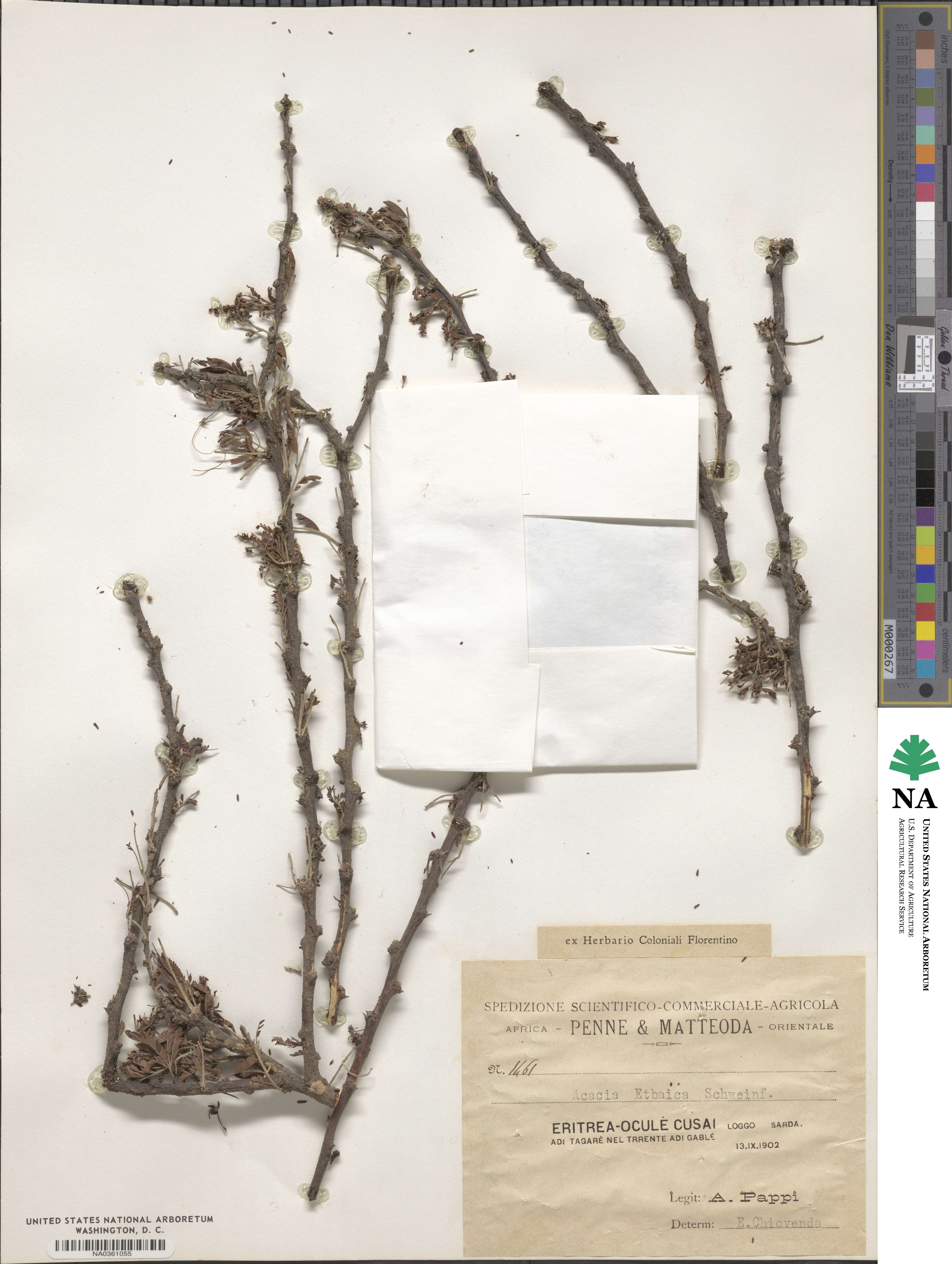Acacia etbaica image