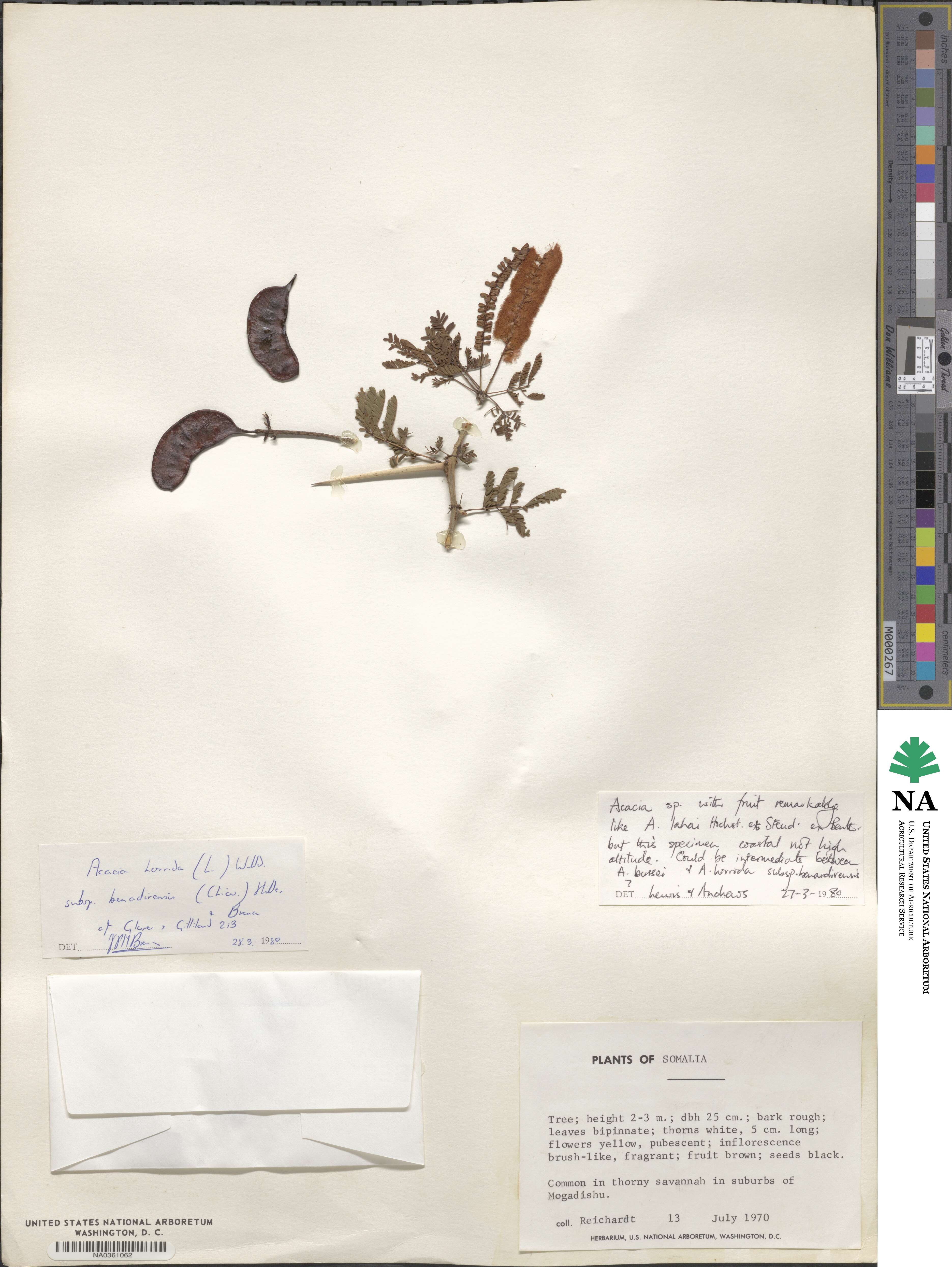 Acacia horrida image