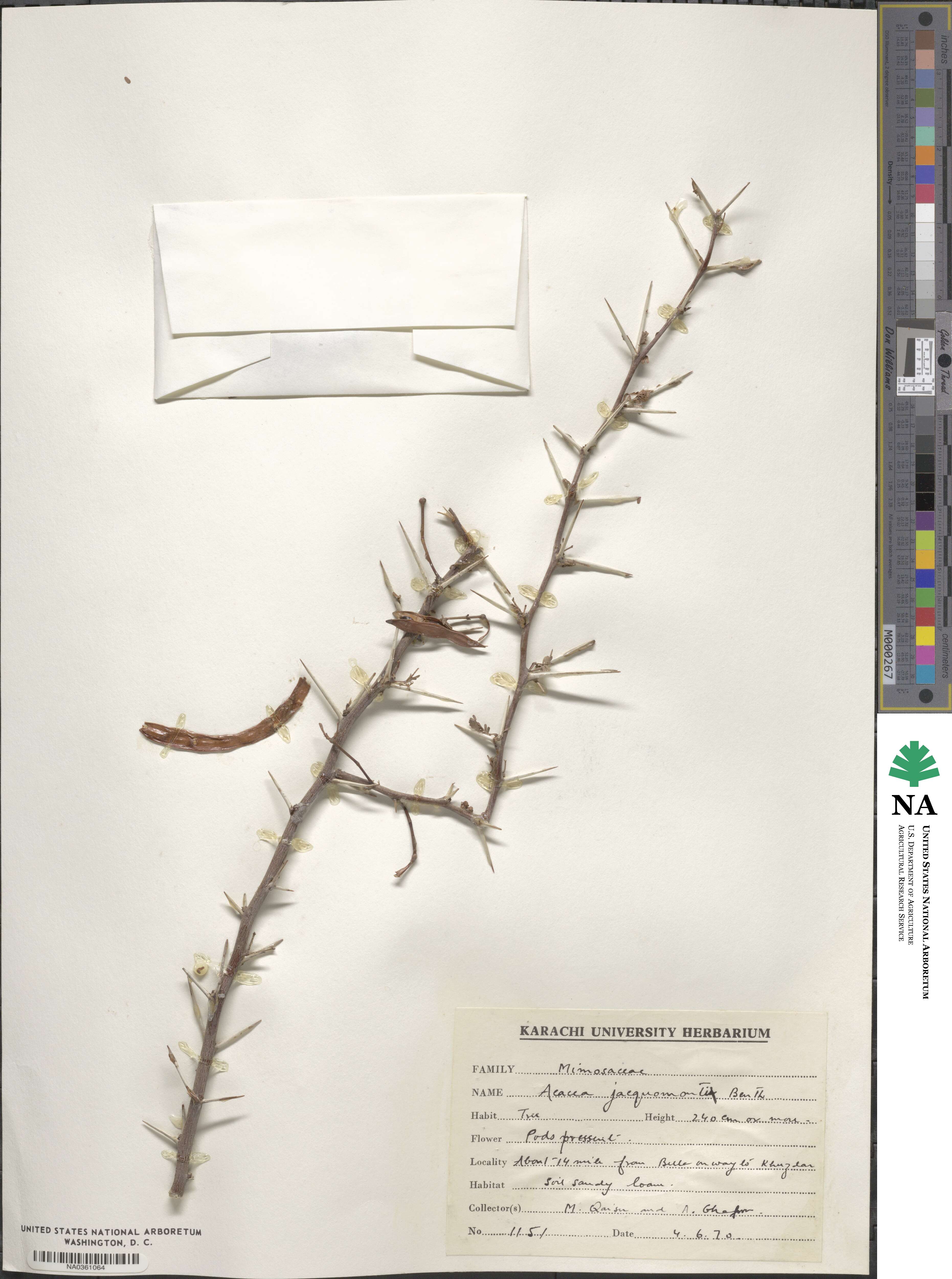 Vachellia jacquemontii image