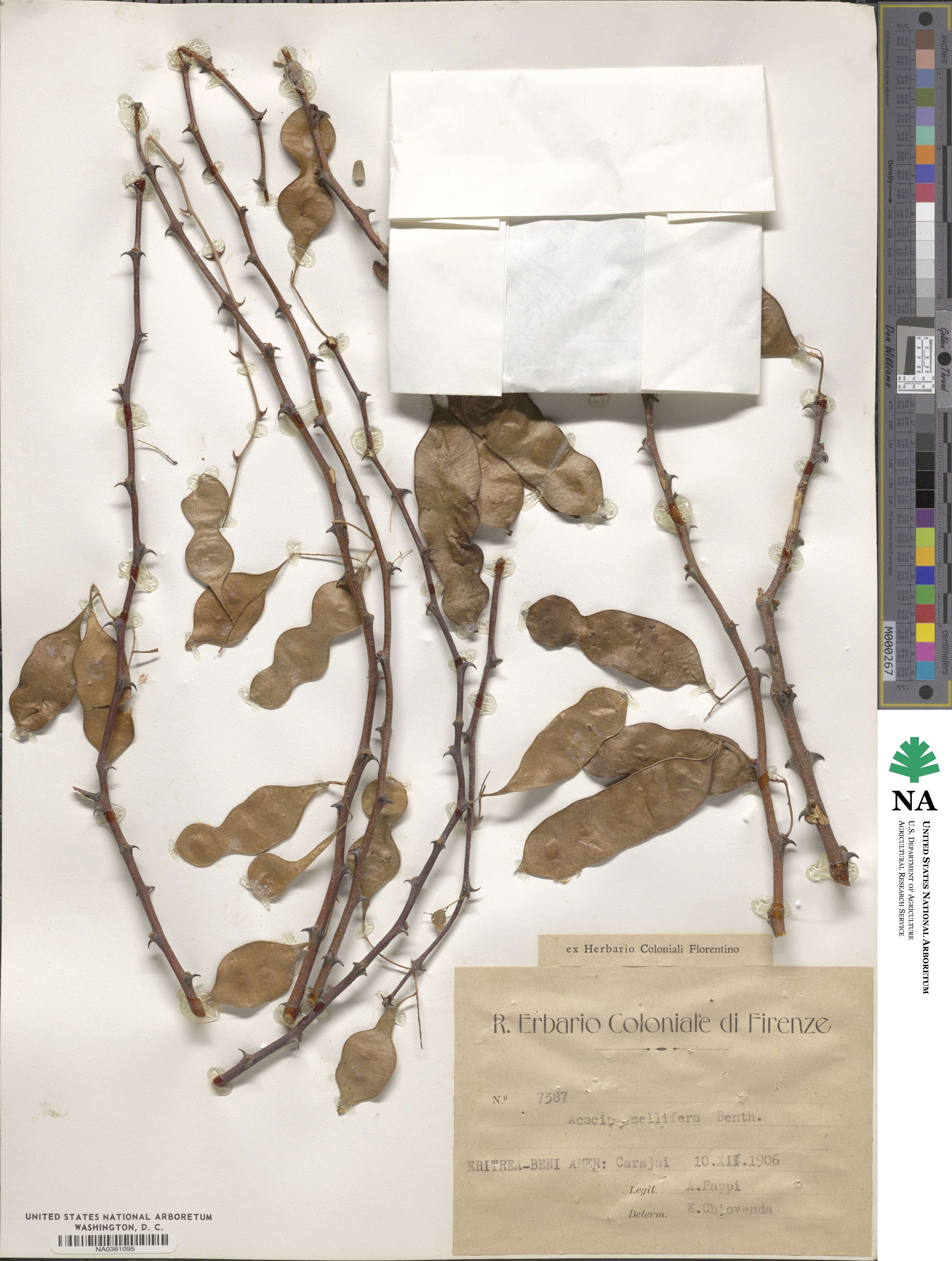Acacia mellifera image