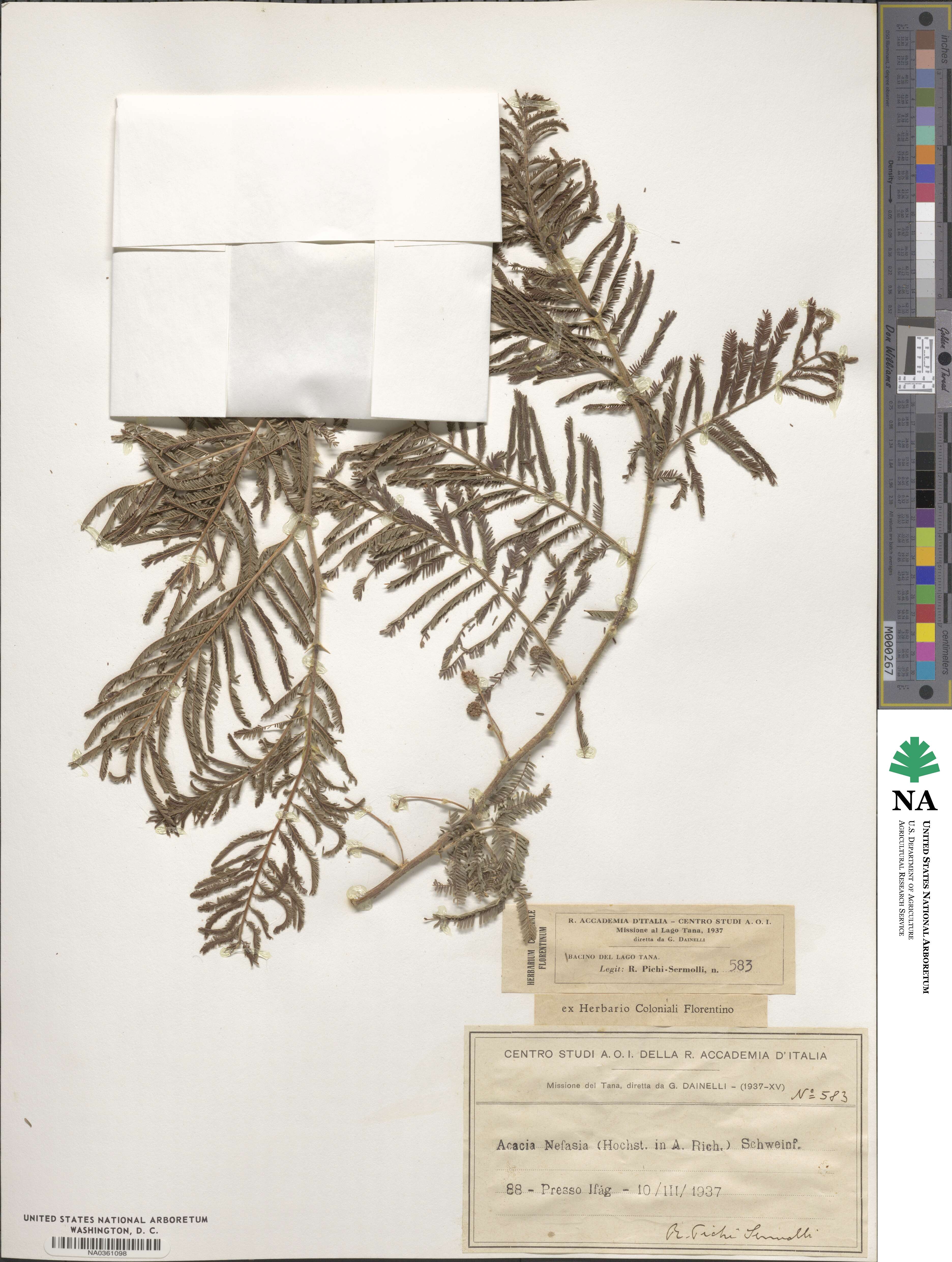 Vachellia sieberiana image