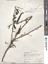 Vachellia nilotica image