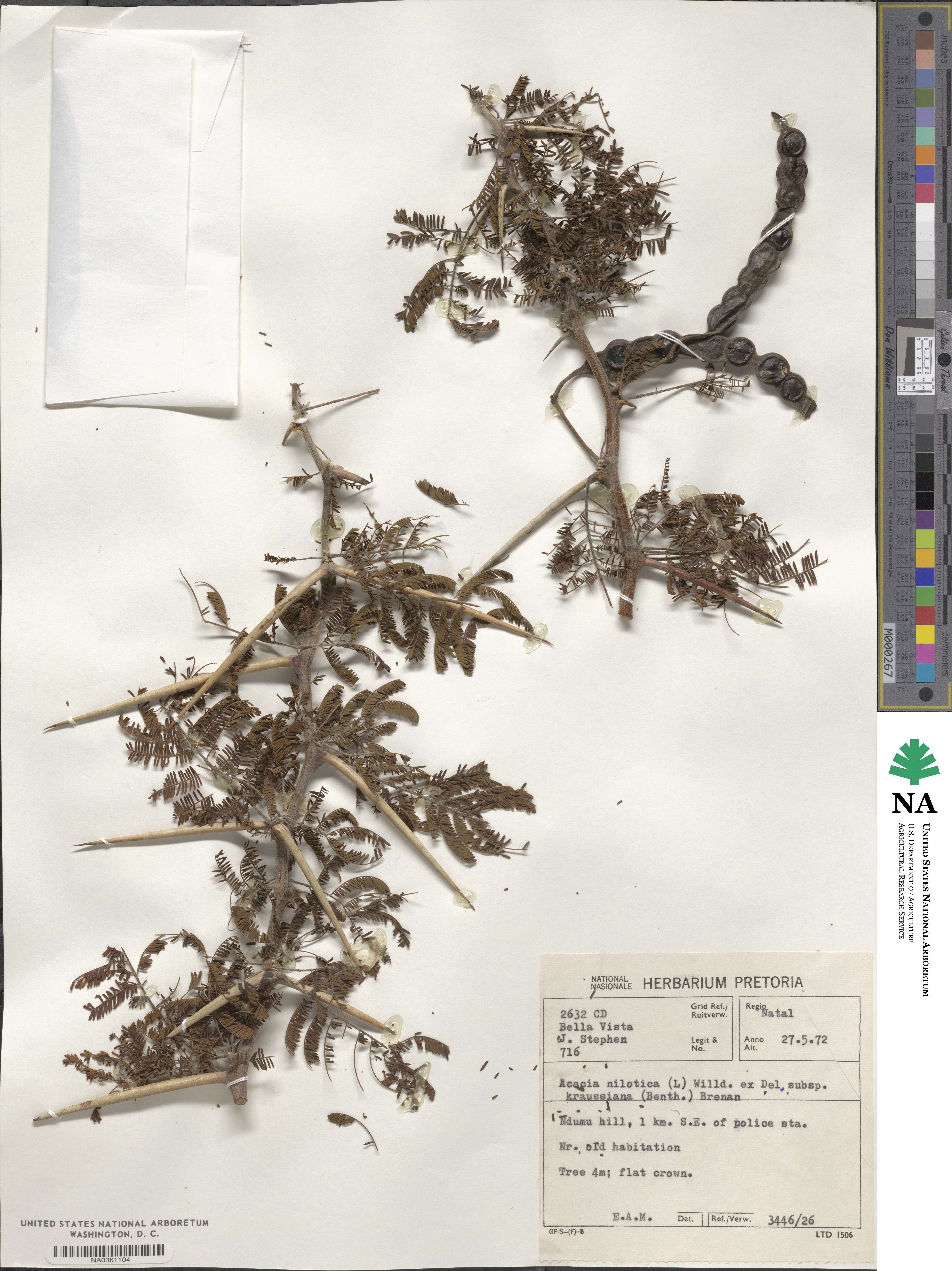 Vachellia nilotica subsp. kraussiana image
