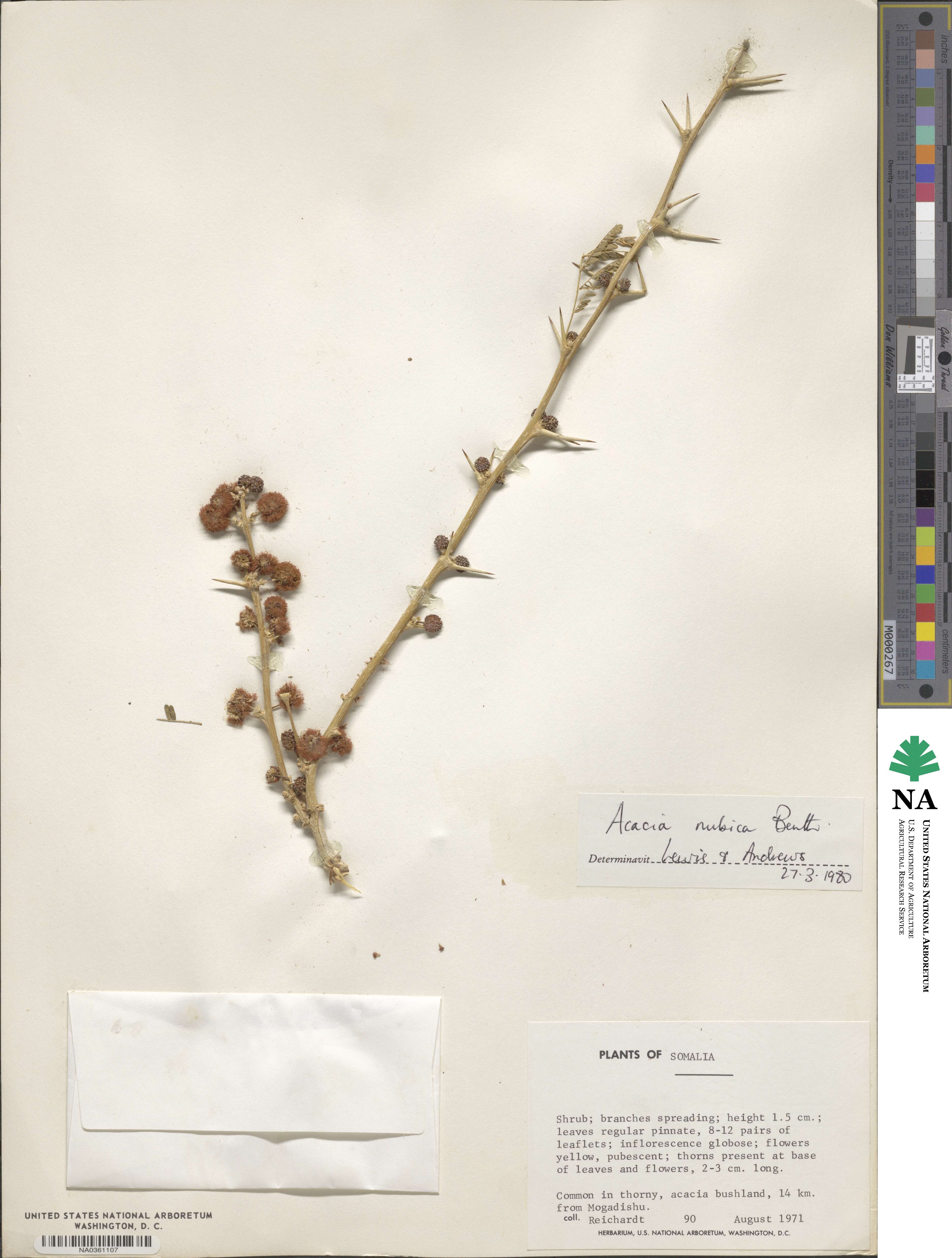 Vachellia oerfota image