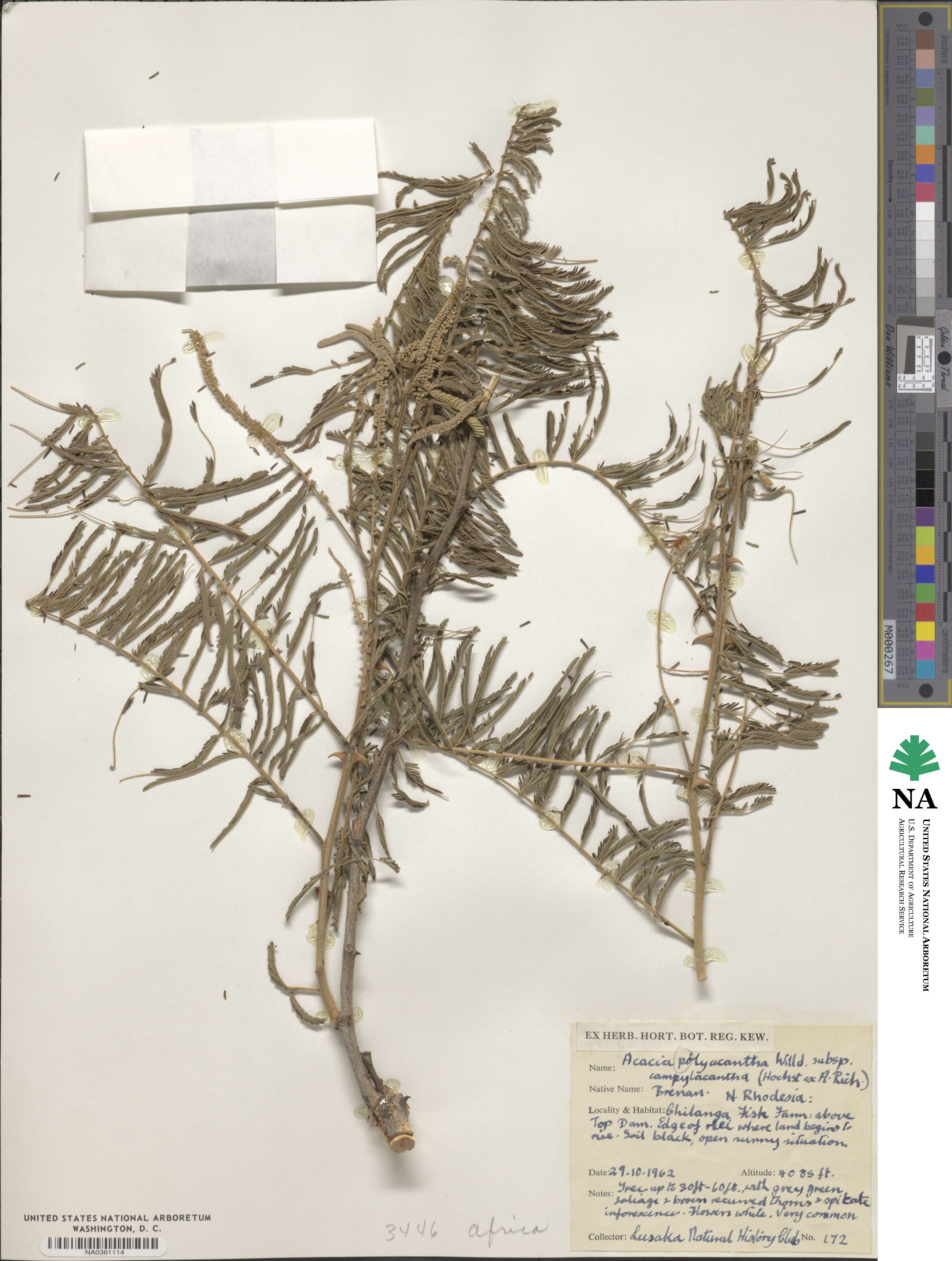 Senegalia polyacantha image