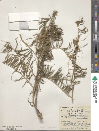 Senegalia polyacantha image