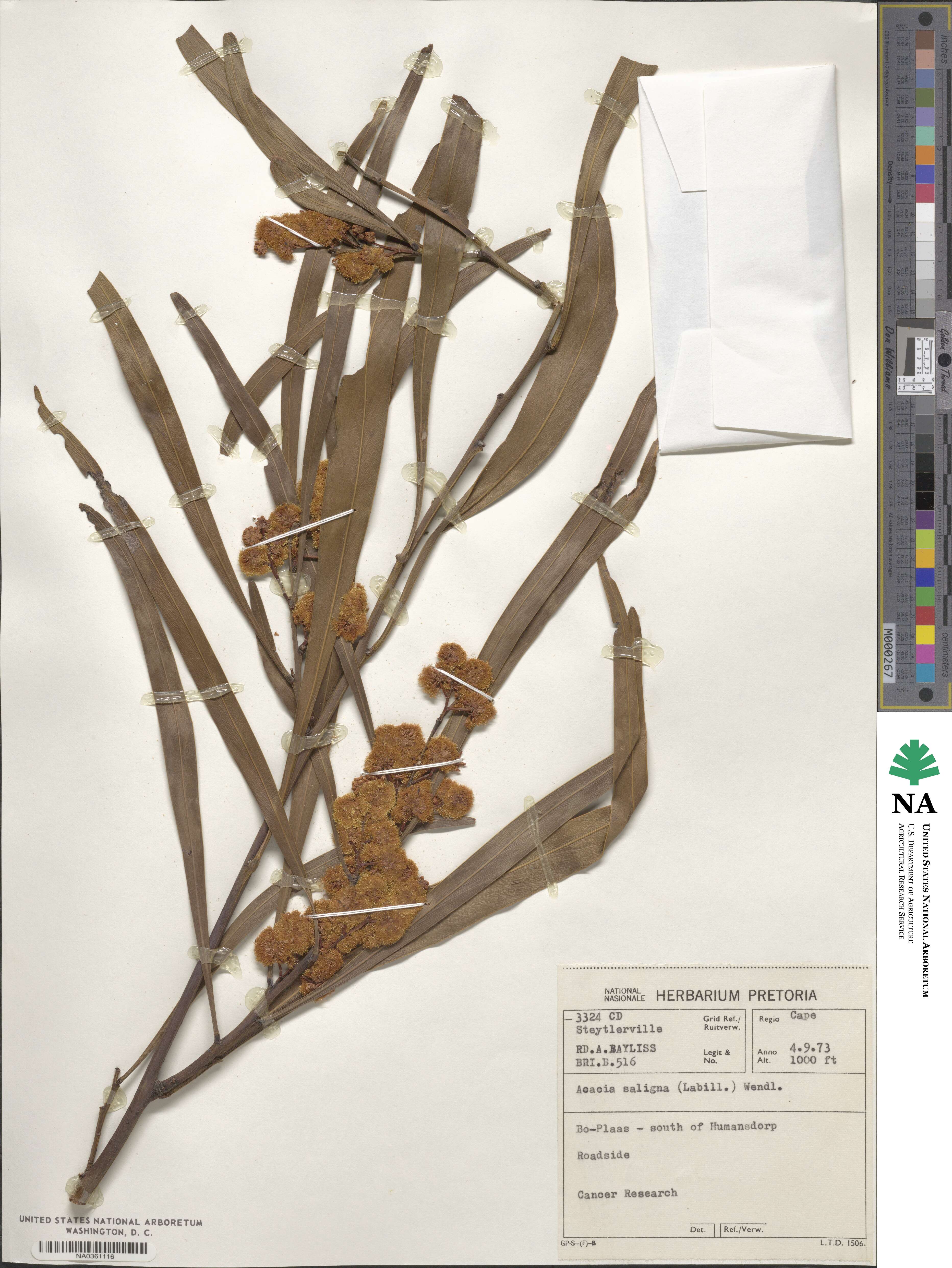 Acacia image