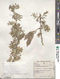Acacia senegal image