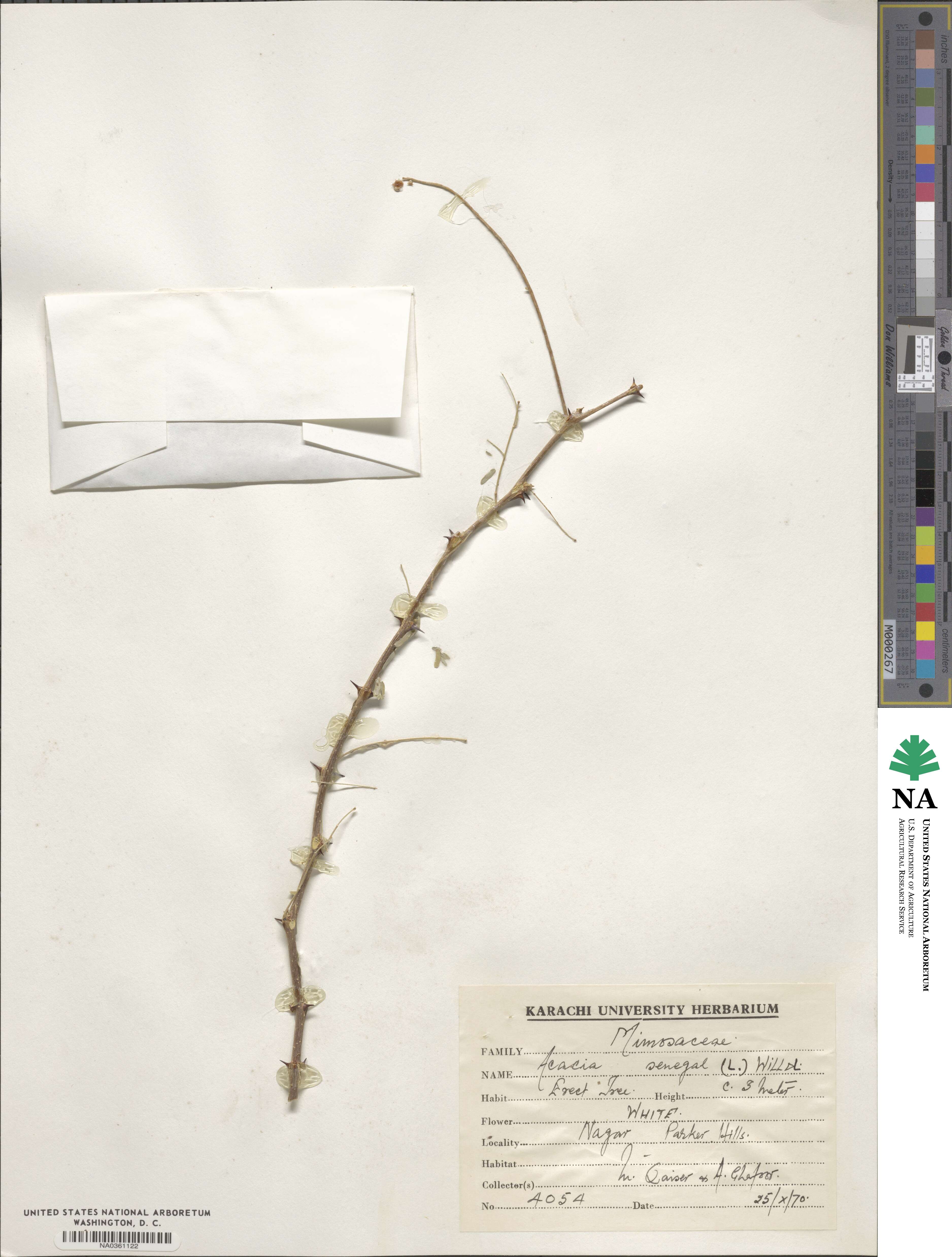 Acacia senegal image