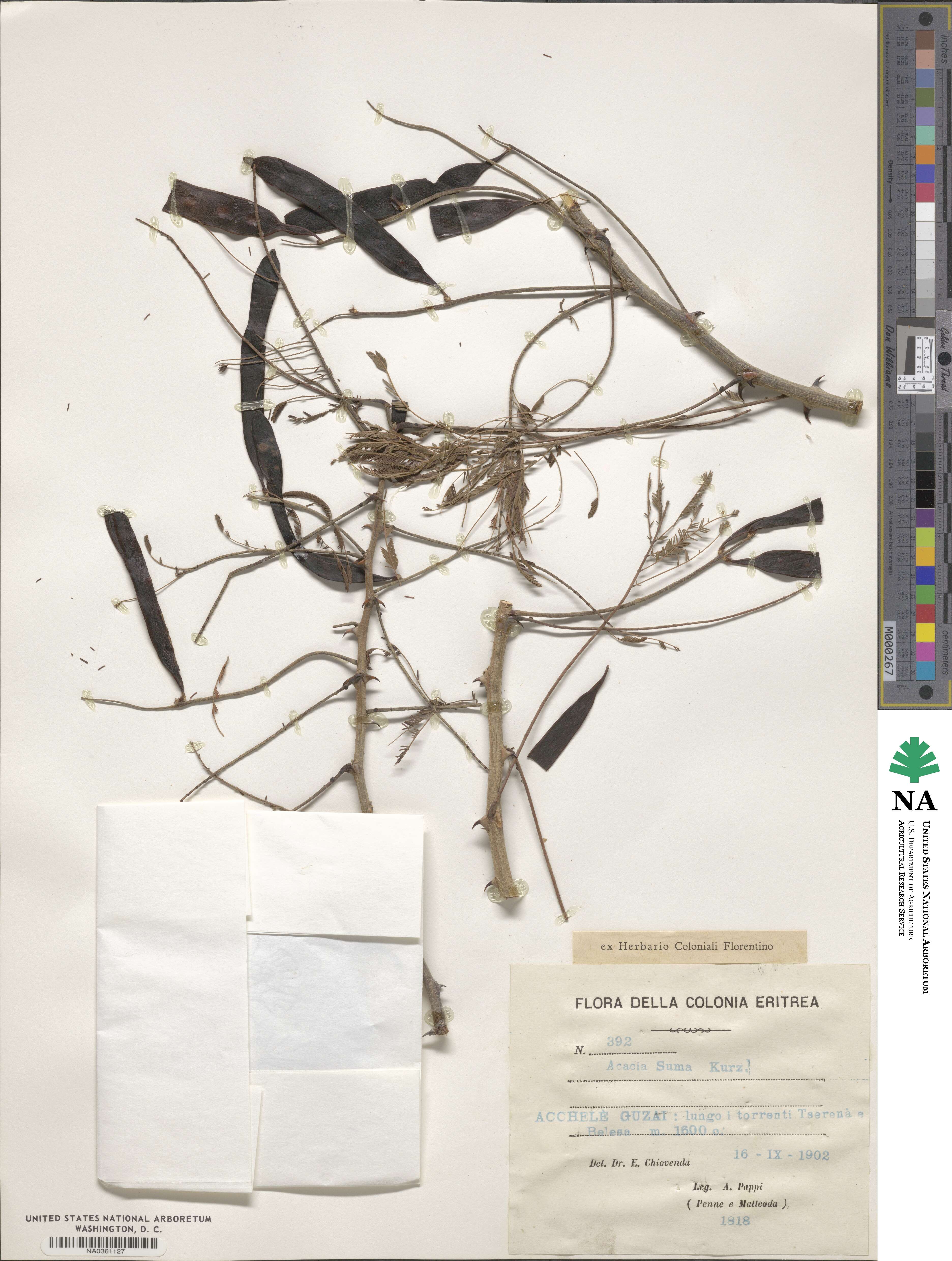 Acacia suma image