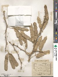 Senegalia senegal image