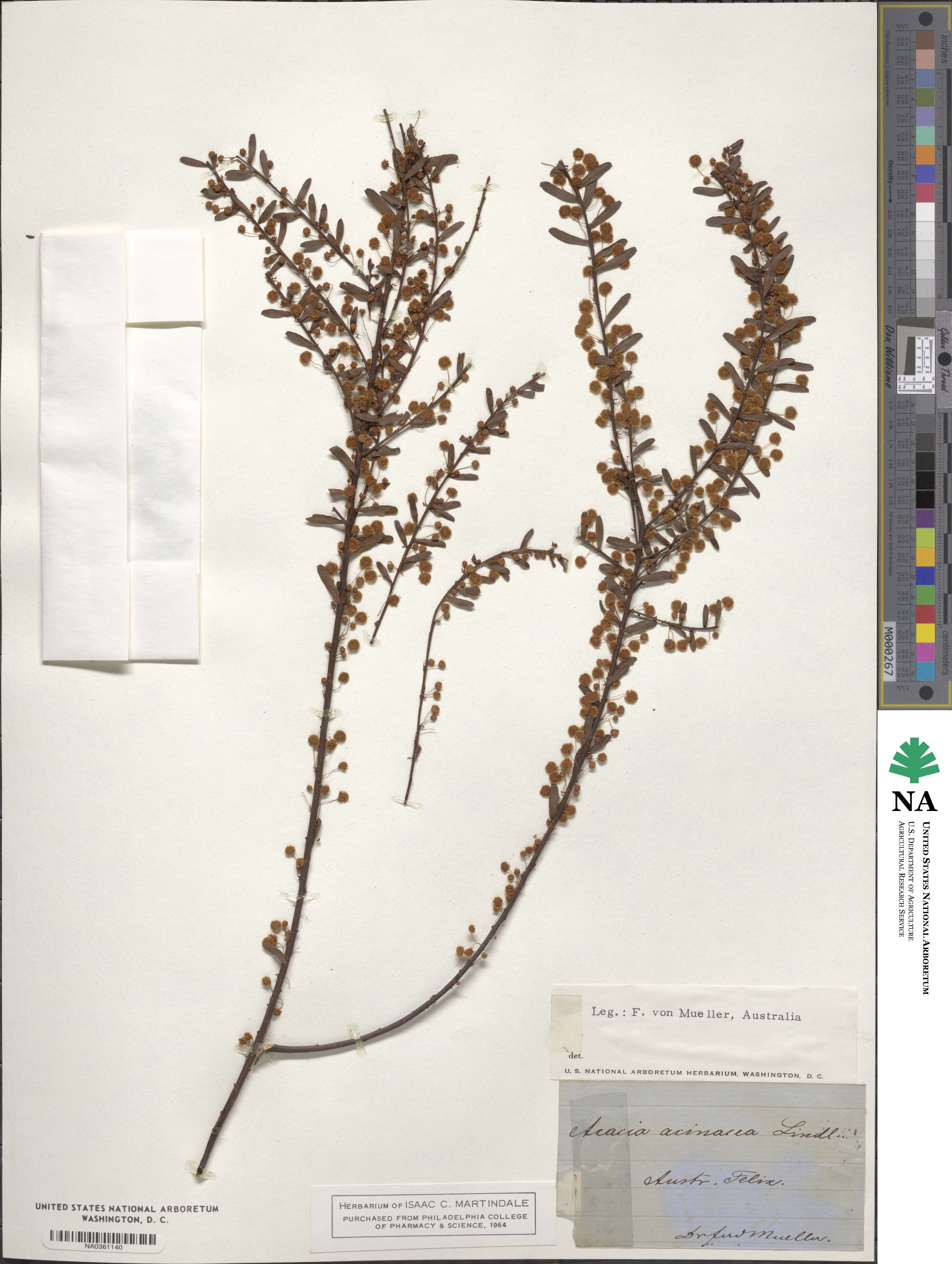 Acacia acinacea image
