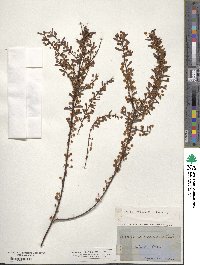 Acacia acinacea image