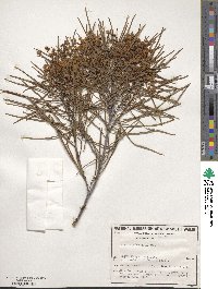 Acacia adunca image