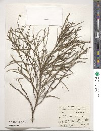 Acacia alata image