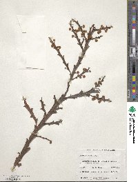 Acacia alata image