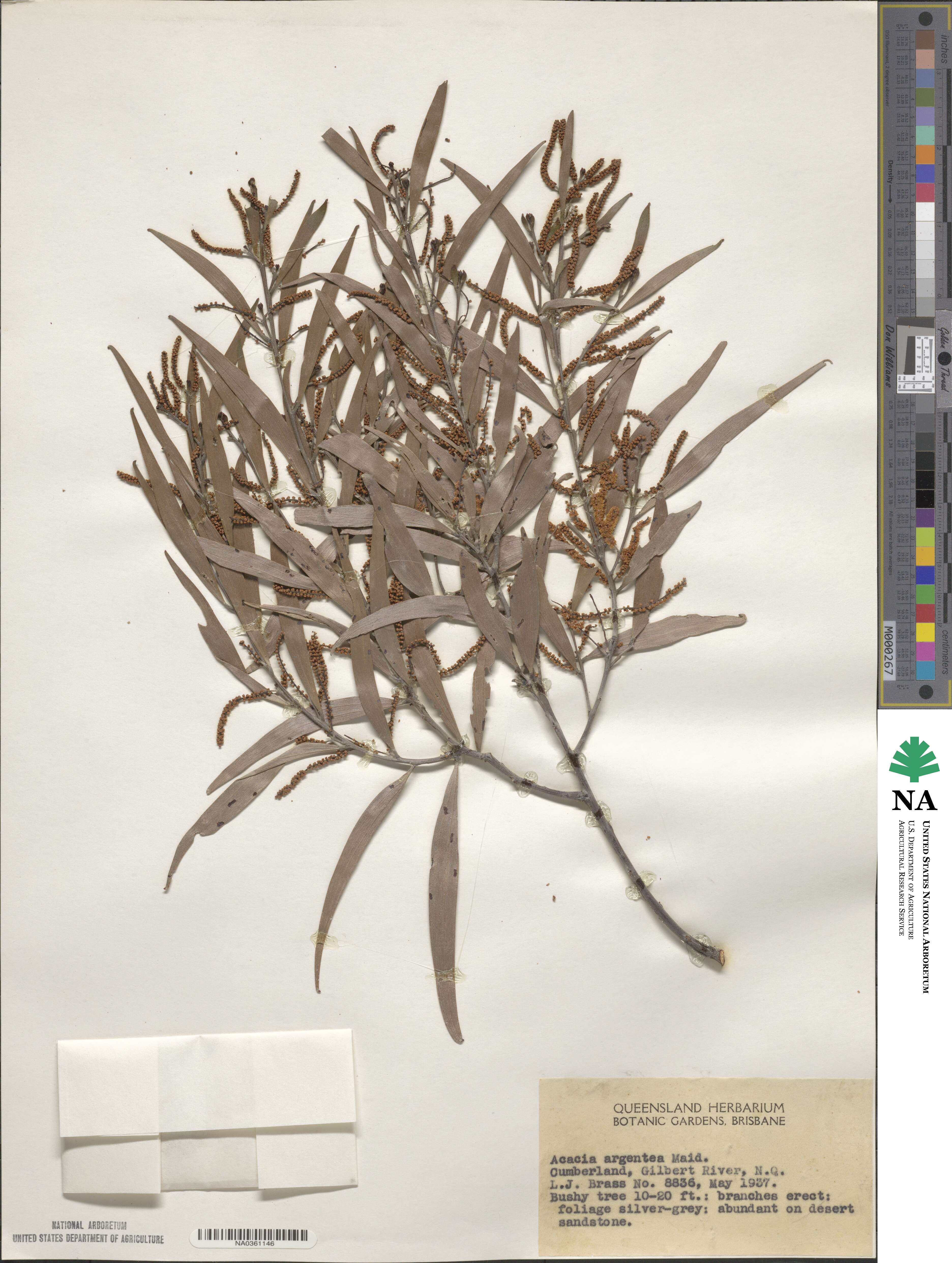 Acacia leptostachya image