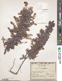 Acacia baileyana image