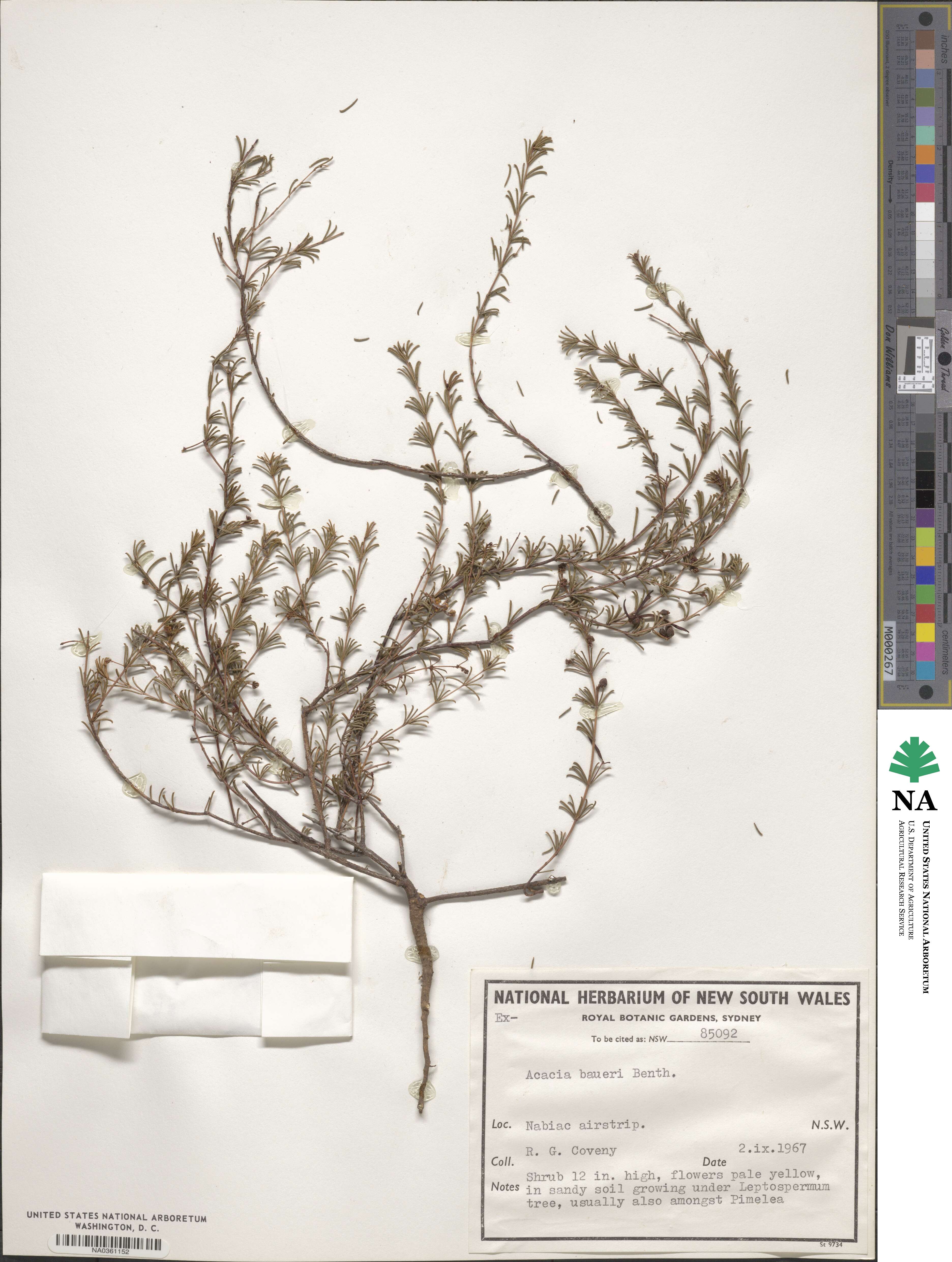 Acacia baueri image